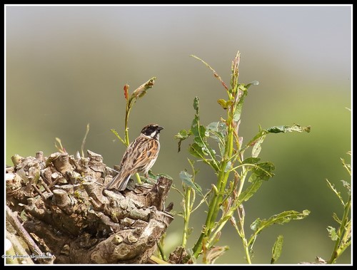 Bruant des roseaux